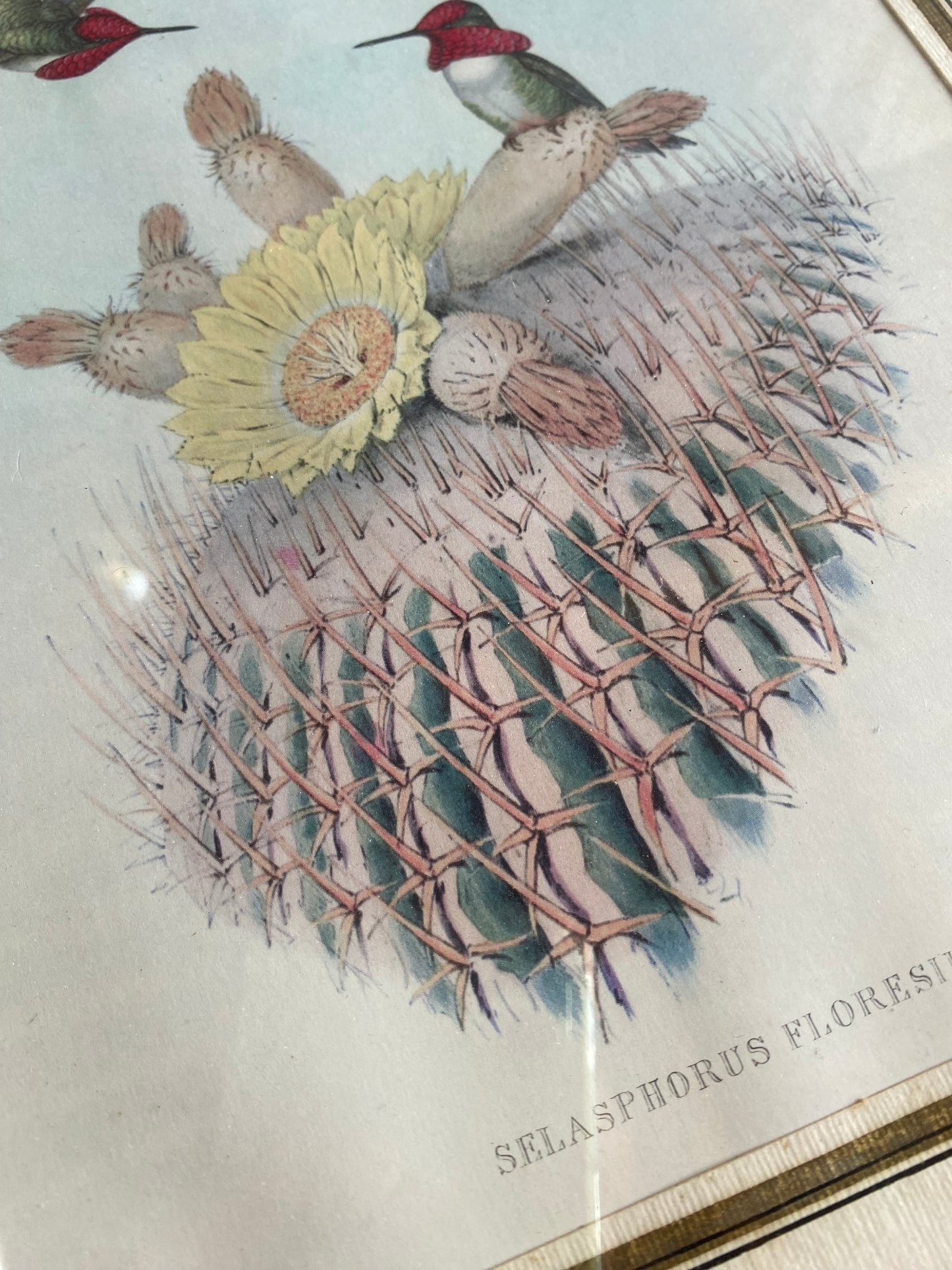 Gravures aux oiseaux