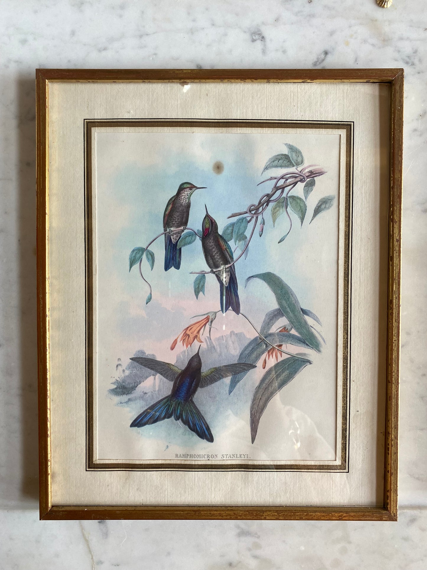 Gravures aux oiseaux