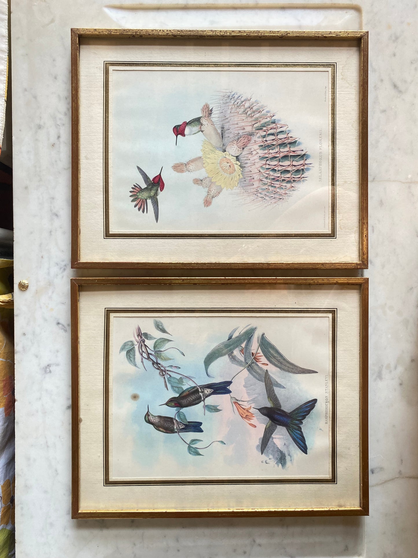 Gravures aux oiseaux
