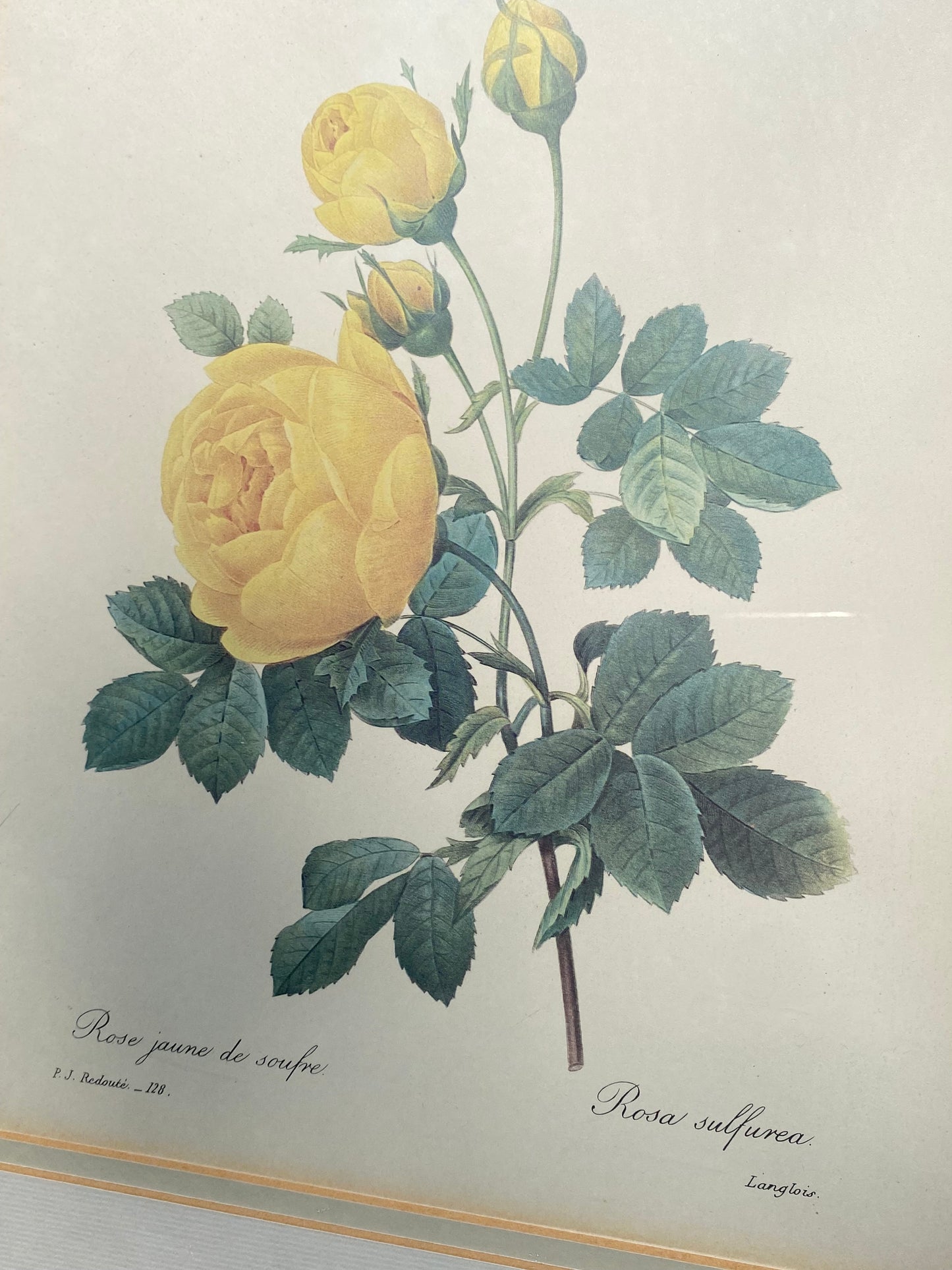 Tableau roses jaunes Redouté