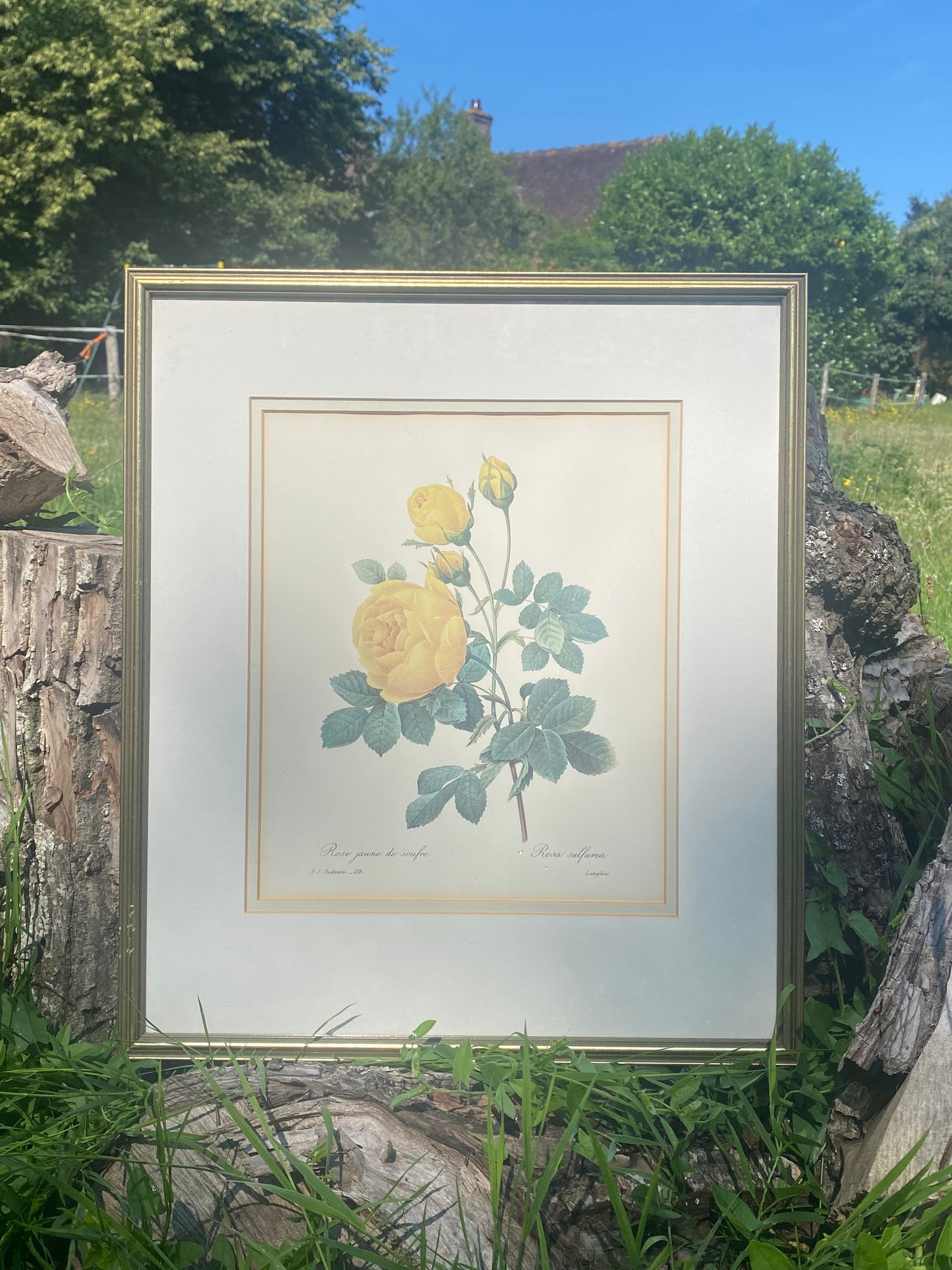 Tableau roses jaunes Redouté